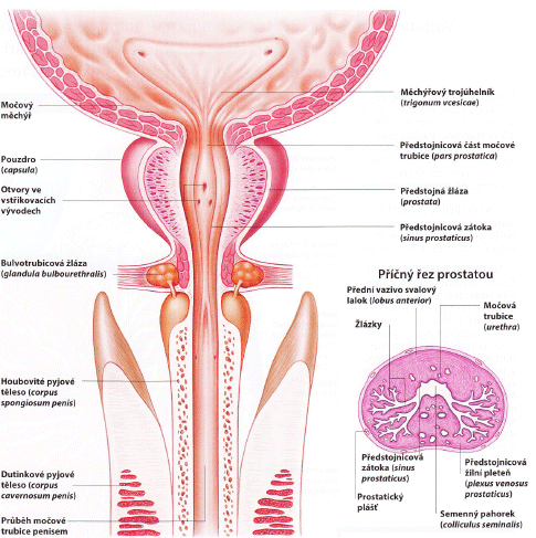 Ilustrace prostaty